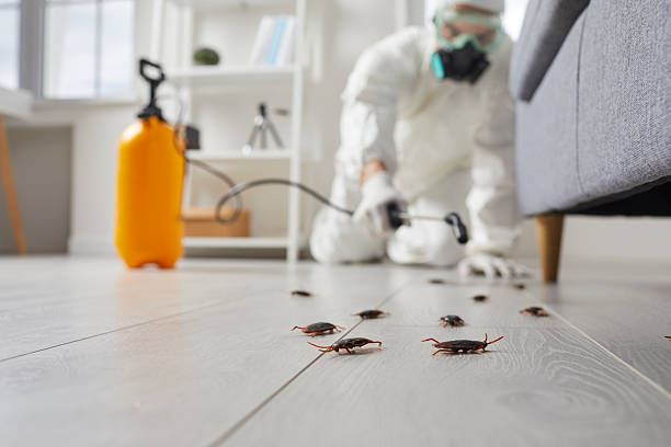 Post-Treatment Bed Bug Interceptor Monitoring in Morehead City